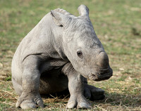 White rhino