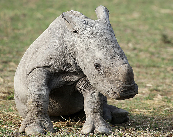 White rhino