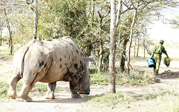 3 last northern white rhinos in the world
