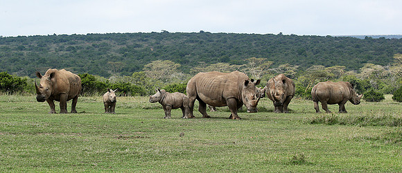 White rhinos (location not disclosed to avoid poaching)