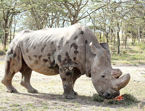 3 last northern white rhinos in the world