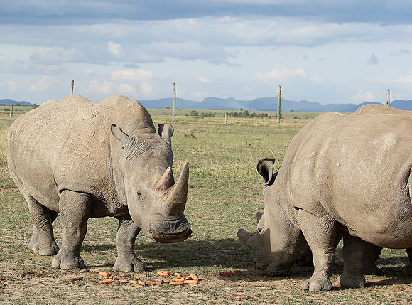 3 last northern white rhinos in the world