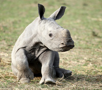 White rhino