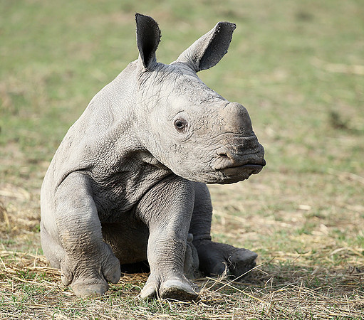 White rhino
