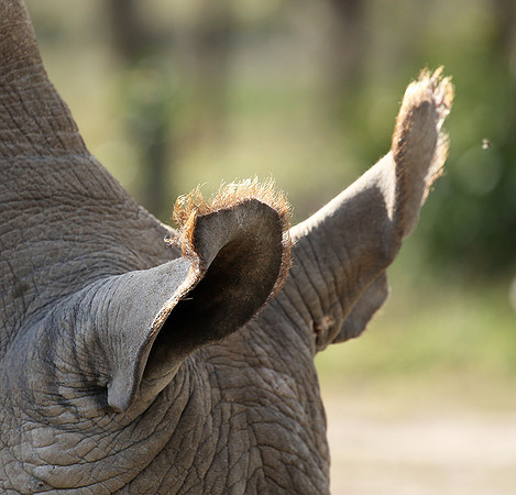 3 last northern white rhinos in the world