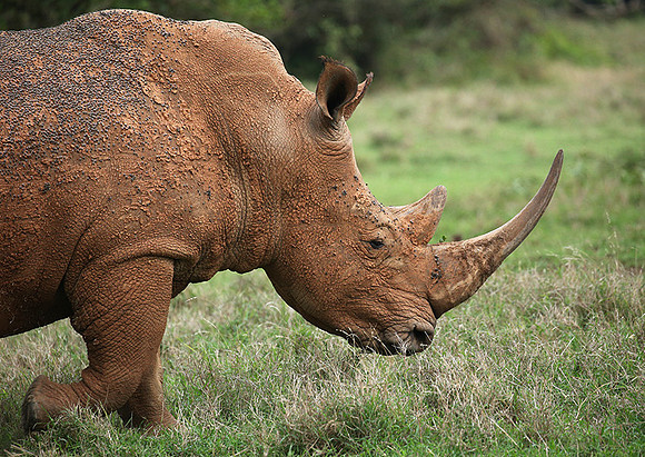 White rhinos (location not disclosed to avoid poaching)