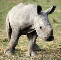 White rhino