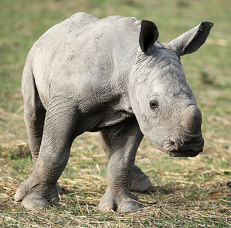 White rhino