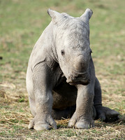 White rhino