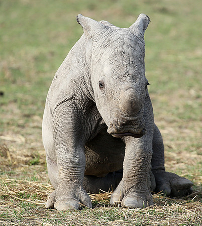 White rhino