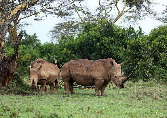 White rhinos (location not disclosed to avoid poaching)
