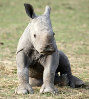 White rhino