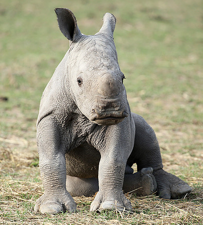 White rhino