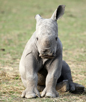 White rhino