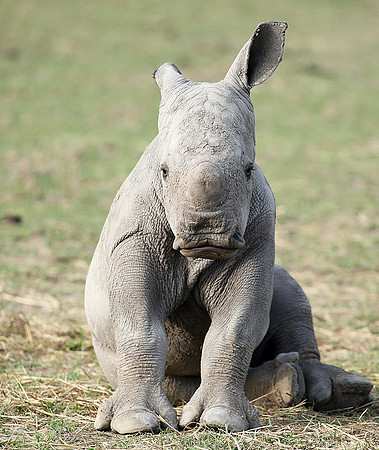 White rhino