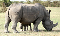 White rhino