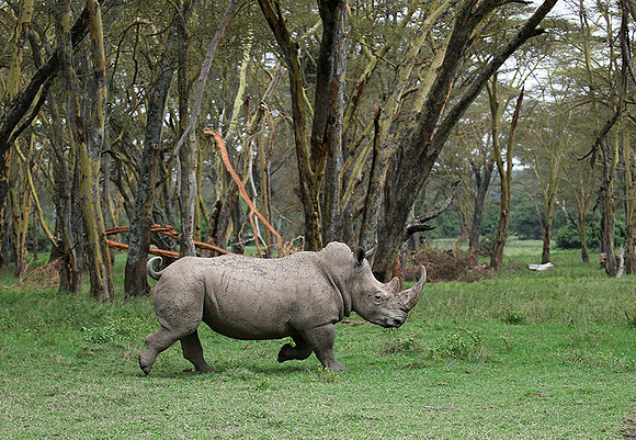 White rhinos (location not disclosed to avoid poaching)