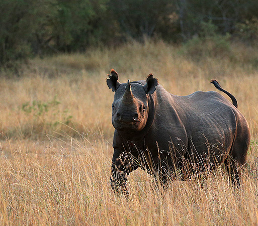 Black rhino - Masaï Mara