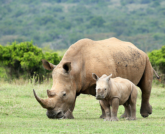White rhinos (location not disclosed to avoid poaching)