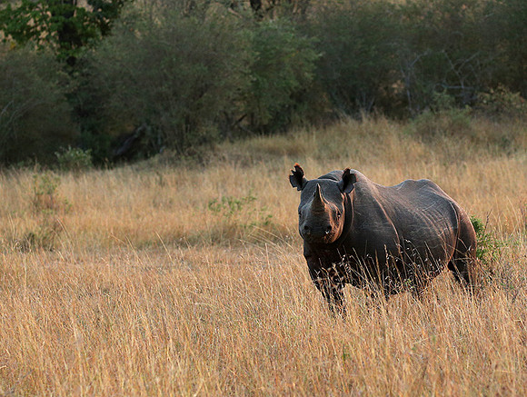 Black rhino - Masaï Mara