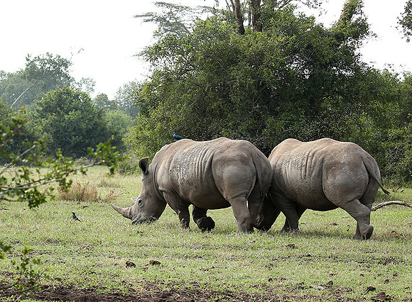 White rhinos (location not disclosed to avoid poaching)