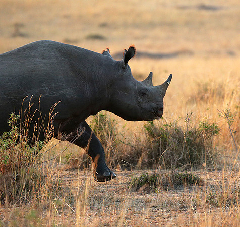 Black rhino - Masaï Mara