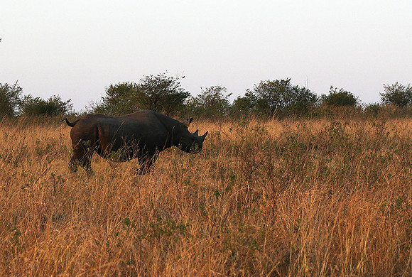 Black rhino - Masaï Mara