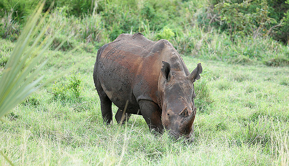 White rhino