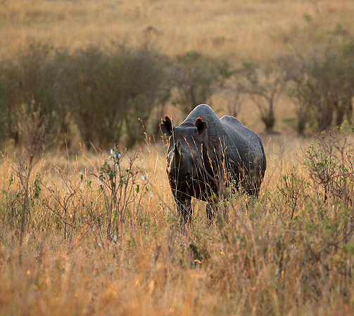 Black rhino - Masaï Mara