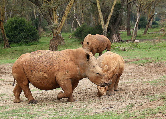 White rhinos (location not disclosed to avoid poaching)