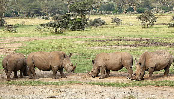 White rhinos (location not disclosed to avoid poaching)