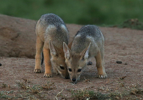 Black-backed jackals - Masaï Mara