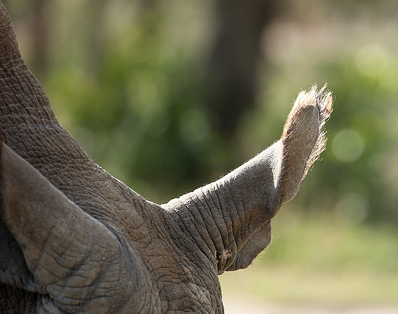 3 last northern white rhinos in the world