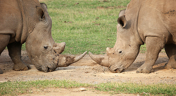 White rhinos (location not disclosed to avoid poaching)