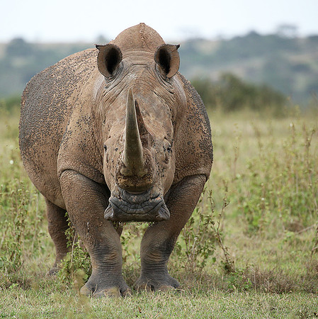 White rhinos (location not disclosed to avoid poaching)