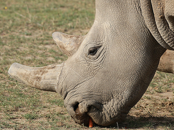 3 last northern white rhinos in the world