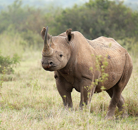 White rhinos (location not disclosed to avoid poaching)