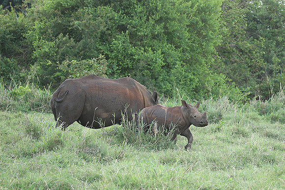White rhino