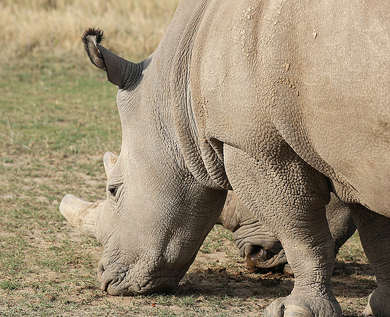 3 last northern white rhinos in the world