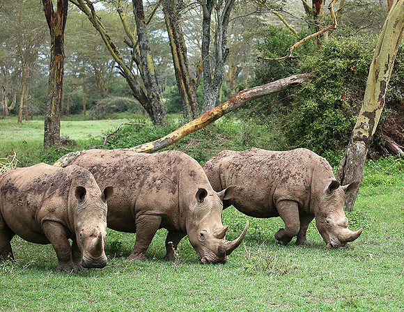 White rhinos (location not disclosed to avoid poaching)