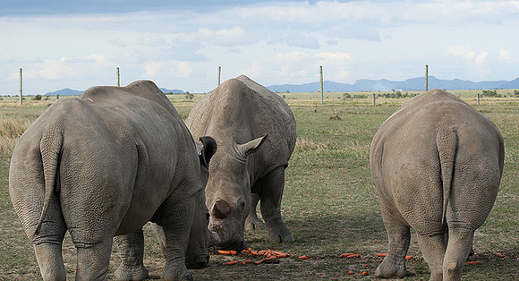 3 last northern white rhinos in the world