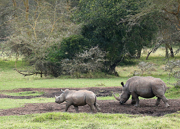 White rhinos (location not disclosed to avoid poaching)