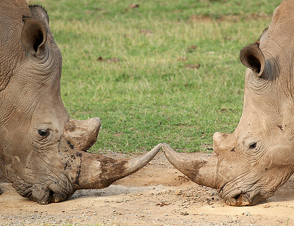 White rhinos (location not disclosed to avoid poaching)