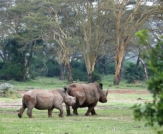 White rhinos (location not disclosed to avoid poaching)