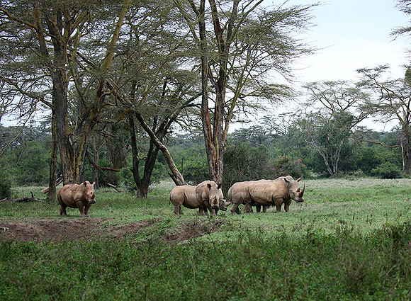 White rhinos (location not disclosed to avoid poaching)