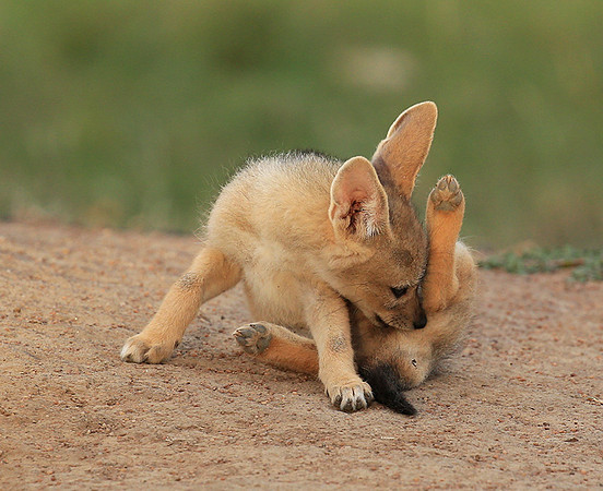 Black-backed jackals - Masaï Mara