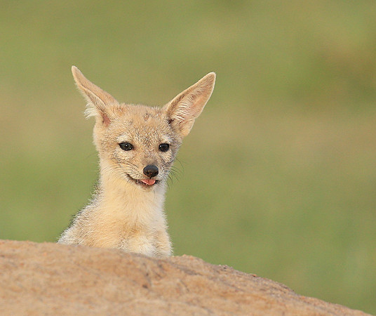 Black-backed jackals - Masaï Mara