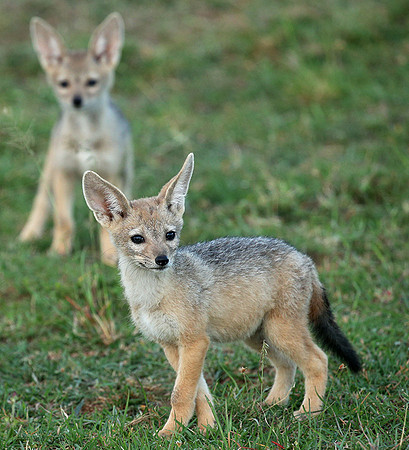 Black-backed jackals - Masaï Mara