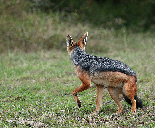 Laikipia : black-backed jackal