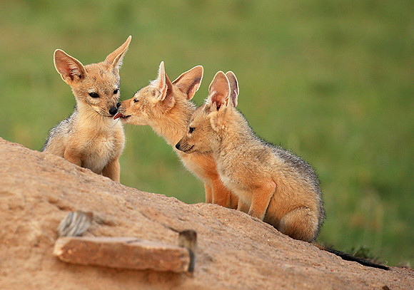 Black-backed chacal cubs - Masaï Mara